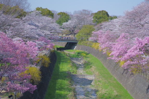昭和記念公園の桜00084297