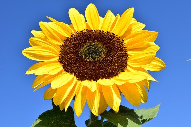 sunflower-1627179_640.jpg