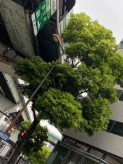 平田タイルの木