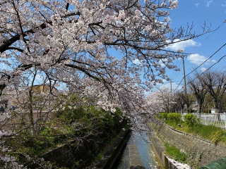 桜はきれい和
