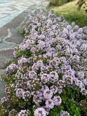 石畳の花