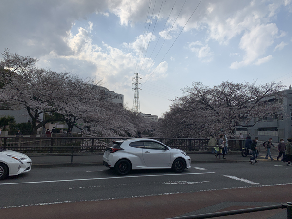 08桜