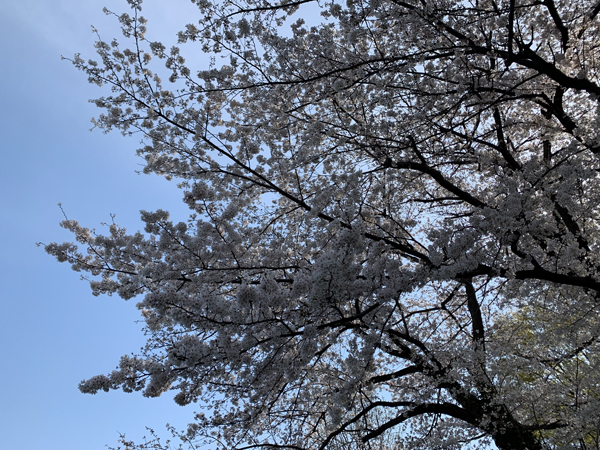 15桜