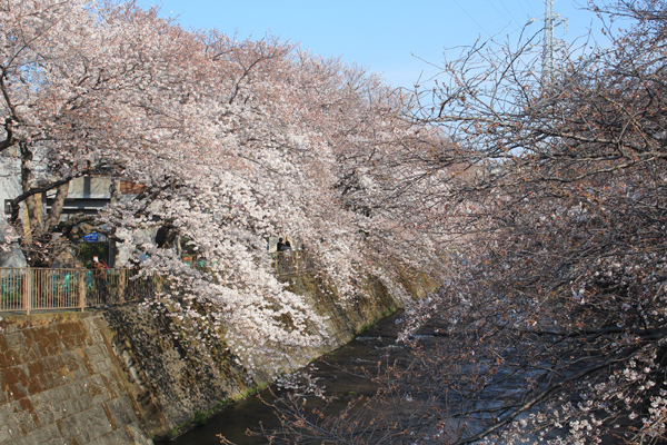 09桜