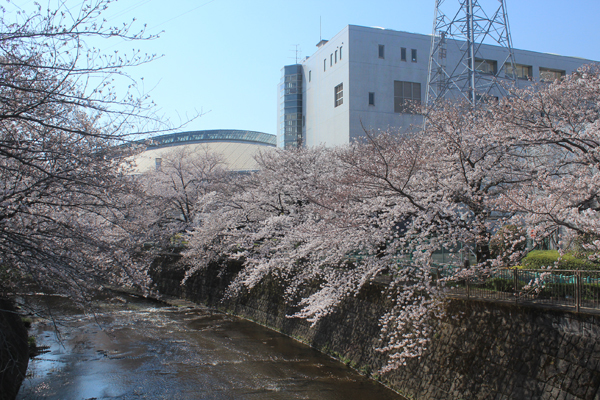 13桜