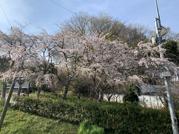 01桜