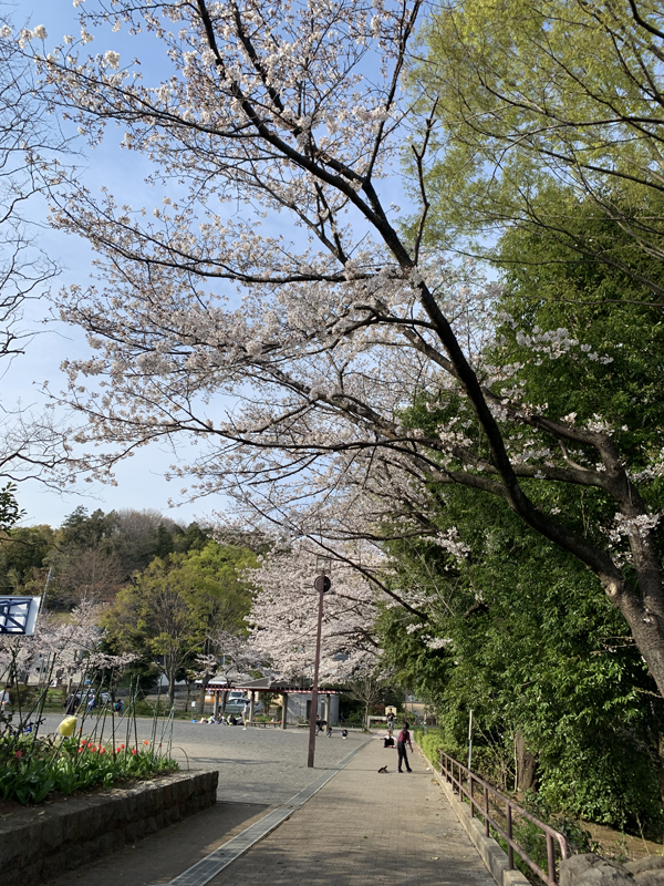 02桜