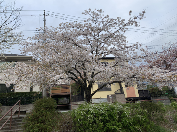 05桜