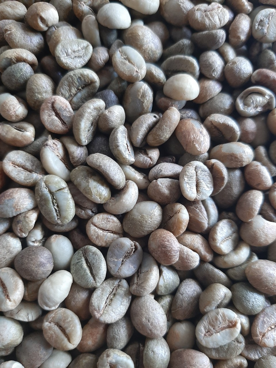 No.1 coffee bean supplier in Vietnam, Robusta and Arabica with export standards.