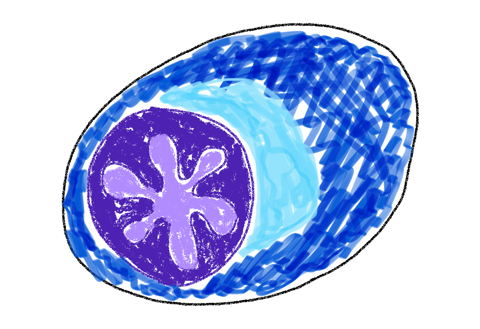 形質細胞