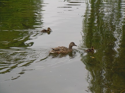 池と鳥たち (9)
