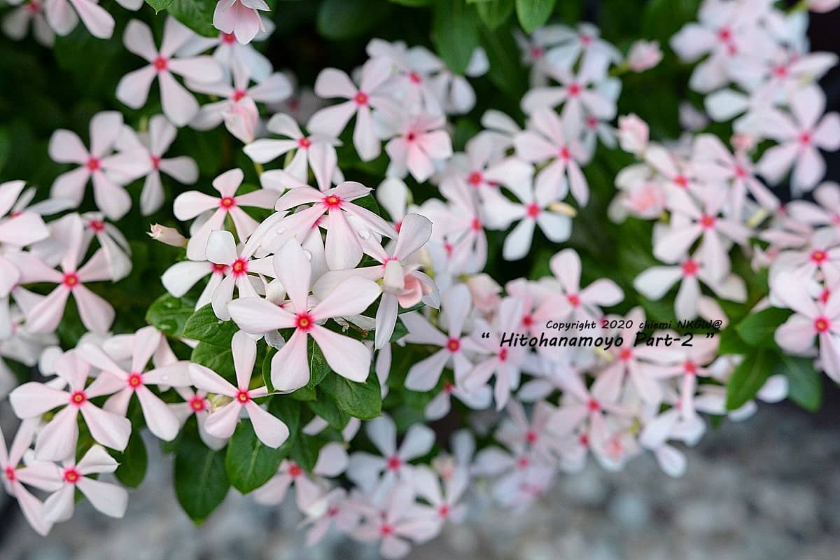 ニチニチソウ 夏花火 ミニナツ 白色の花