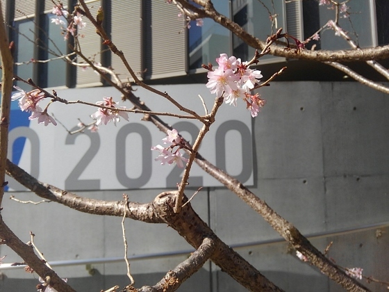区役所前の寒桜