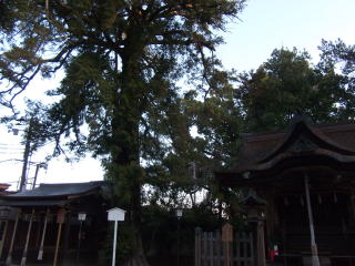 長野神社かやの木