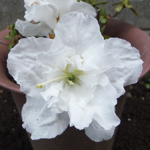 白いアザレア開花 アザレア