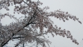20200329_桜と雪_004