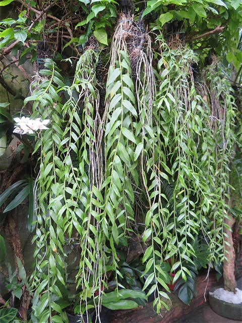 南国～車いす日記 | デンドロビウム アフィラム Dendrobium aphyllum の高芽取り