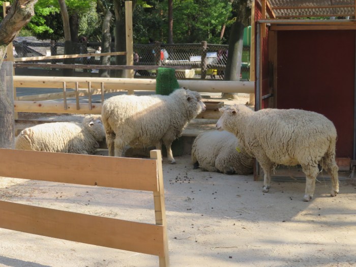 羊が4匹