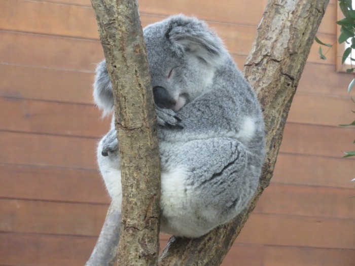 睡眠中のコアラ