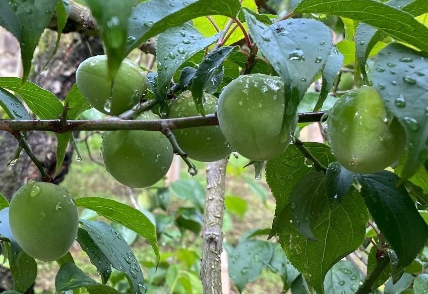 生育中の梅の果実