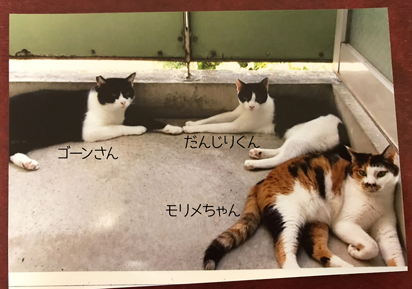 3猫