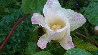 綿の花