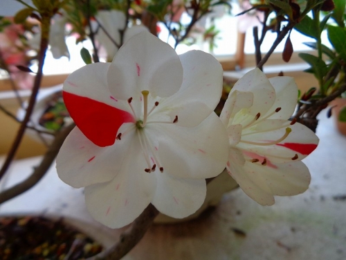 白い花かざりDSC08713