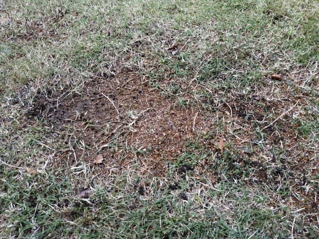 芝生 土壌改良材 芝生がまくだけで甦る 14L×4個セット 堆肥 園芸用土 自然応用科学