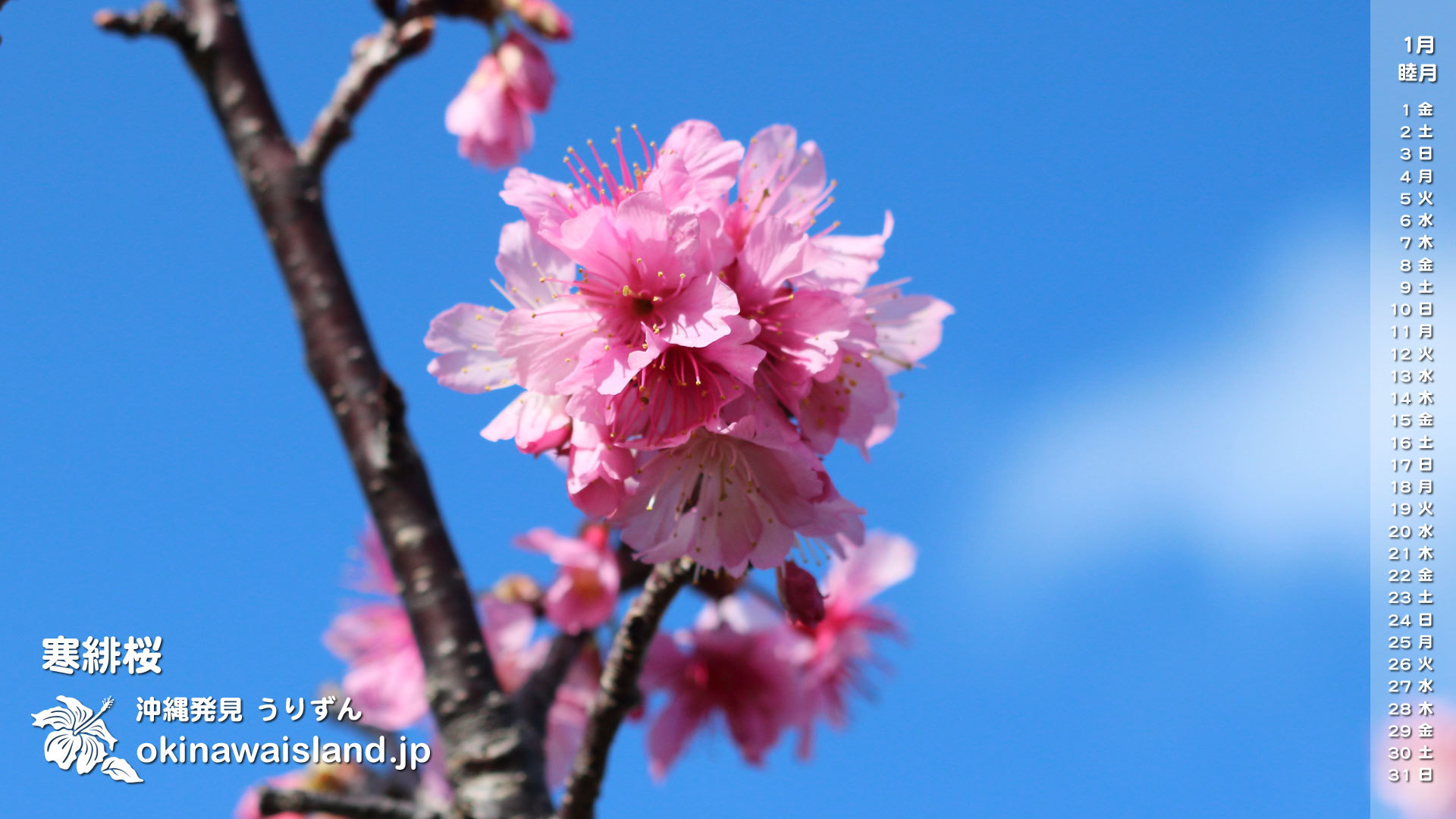 沖縄の風景 壁紙 デスクトップカレンダー 無料ダウンロード 寒緋桜 デスクトップカレンダー１月