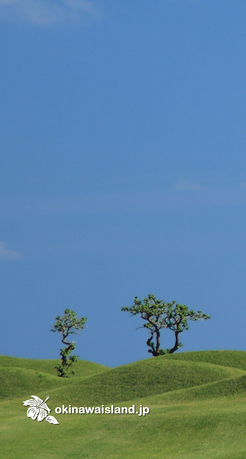 沖縄の風景 壁紙 デスクトップカレンダー 無料ダウンロード モンパの木の丘