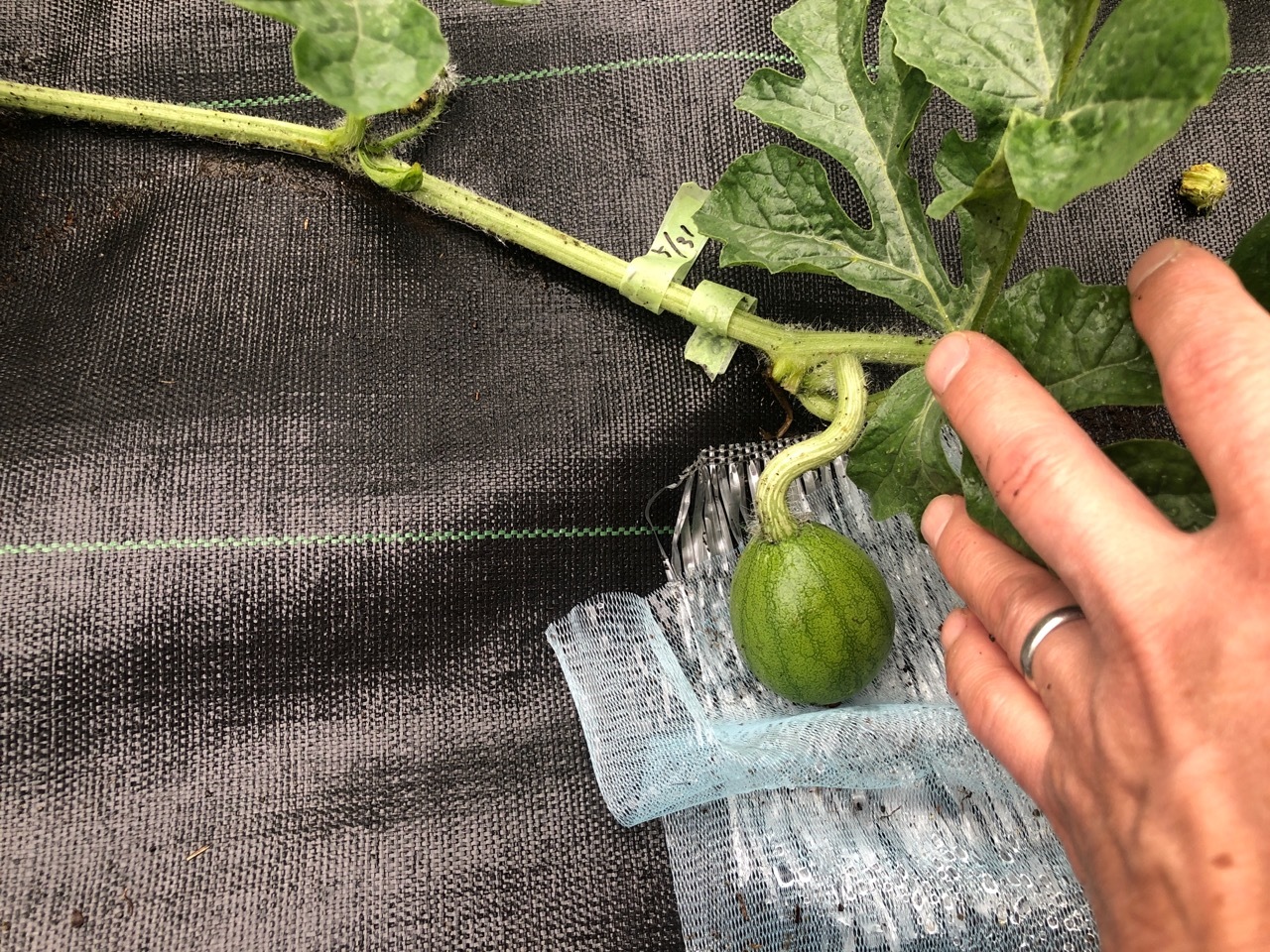 家庭菜園 スイカ『黒皮スイカ』栽培記録 2021春 定植～収穫まで - ゆっくり家庭菜園
