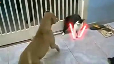 ライトセーバー二刀流で戦いを挑む猫