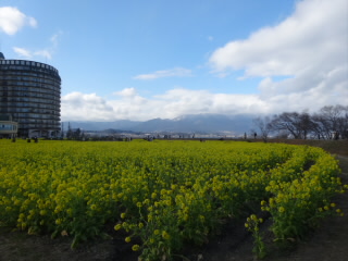 滋賀琵琶湖冬の菜の花2021