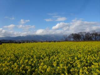 滋賀琵琶湖冬の菜の花2021