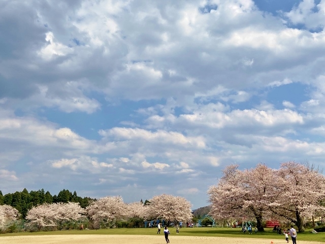 桜　清滝小学校　２０２０