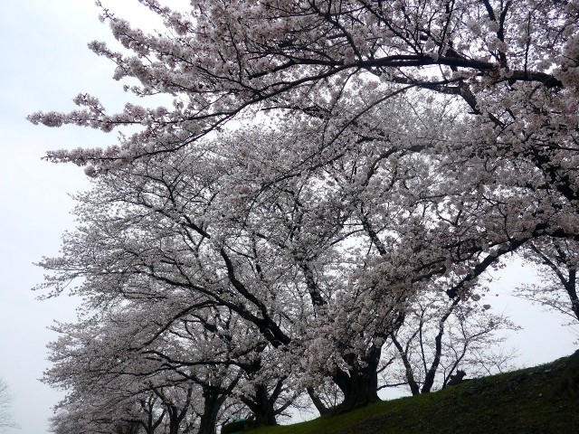 背割堤桜
