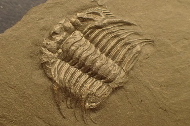 大阪のショップ 化石　標本　三葉虫　モロコプス　torkozensis アンティーク/コレクション