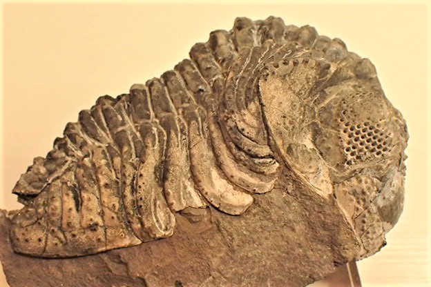 大阪のショップ 化石　標本　三葉虫　モロコプス　torkozensis アンティーク/コレクション